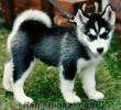 EN UYGUN FİYAT BENDE(HUSKY) 1 AYLIK LAR