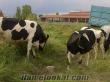 30 ve 35 kgluk süt inekleri ve gebe düveler