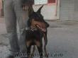 izmirden sahibinden satılık yada takas 14 aylık doberman