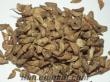 Toros Sediri Tohumu ( Cedrus Libani ) 100 gram 1400 adet tohum 20 TL