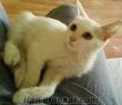 2 aylık kehribar gözlü erkek van kedisi