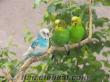 toptan muhabbet kuşu delta 14tl pakistan