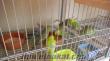Antalyada Satılık Yavru Muhabbet Kuşları