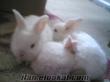 menemende satilik yeni zellanda yavrulari beyaz tavşan