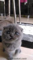 Lilac ve Blue Scottish Fold Yavrular