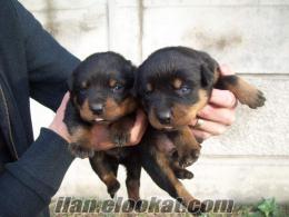 orjinal macar rottweiler yavruları