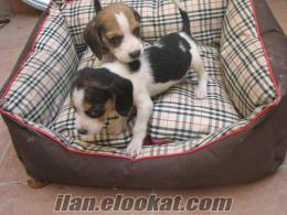 Ümraniye beagle yavruları