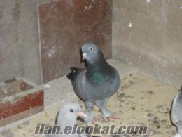 Bir çift ( dumanlı ) güvercin yavruları ile birlikte satılıktır, alıcısını bekle