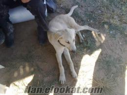 sibirya kurdu kangal kırması süper bir köpek