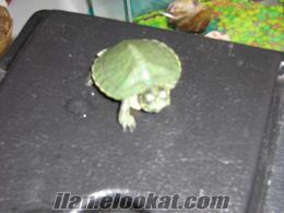  Konya/ereğliden satılık su kaplumbağası