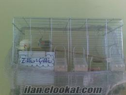 Kütahya çift sultan papağanı yumurtada mecburiyetten satılık