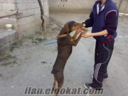 osmaniyeden 6 aylık erkek doberman