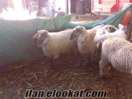 adana ceyhan satılık koyun ve kuzu TAHİROVA KUZULARI KOYUNLARI