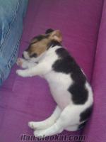 1.5 aylık dişi beagle
