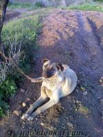 has KANGAL izmirden