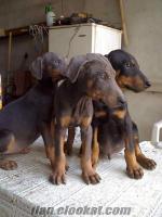 satılık doberman yavruları