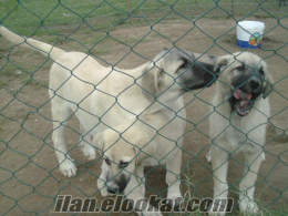 sahibinden satılık kangal yavruları satılık