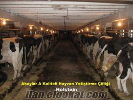 Akaylar Sağmal İnek Çifliği A Kaliteli Holstein Süt İnekleri Satılıktır