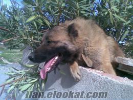 Bornovada kangal çoban köpeği kırması