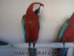 yerınden satılık papagan cesitleri