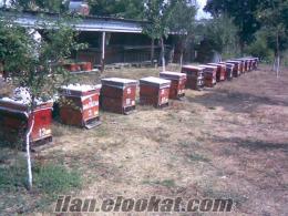 32 adet kovan kafkas kırması arı ile satılıktır .