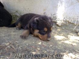 satılık Macar rottweiler yavruları