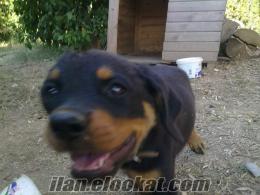 Mezitlide macar rottweiler safkan