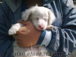 satılık 1 numara terrier poodle