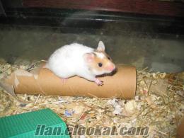 Ümraniyede hamster 5 tl