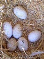 3 Yaşındaki Anaç Kazlara ait 700 Adet Kaz Yumurtaları