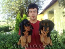 Sosis Köpek Dachshunds Yavruları