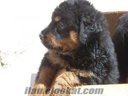 macar rottweiler yavruları vonkujo da