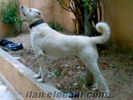 Maltepede akbaş kangal