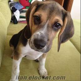 Ankarada ücretsiz beagle