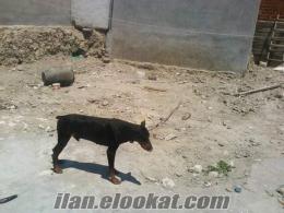 2 adet doberman sadece 100ytl kacırılmaz bı fiyat bi dşi bi erkek king