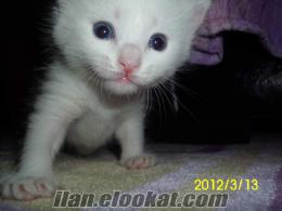 beyaz tüylü mavi ve yeşil gözlü van kedi yavruları