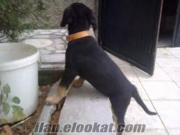 Alman kurdu ile Labrador kırması köpeğim KONYA/ILGIN
