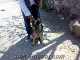 satlık k9 polis alman kurdu köpeği