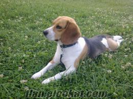 Eskişehirde Damızlık Beagle -Safkan Erkek-