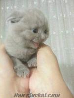 ANNE ALTINDAN SCOTTISH FOLD ve BRITISH SHORTHAIR YAVRULARIMIZ