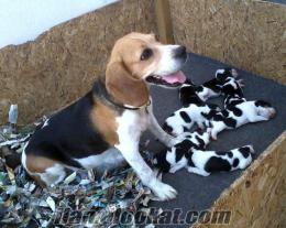 adanadan safkan beagle yavruları