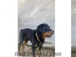 400 tl satılık erkek macar rottweiler 2 yaşında izmir/bornova