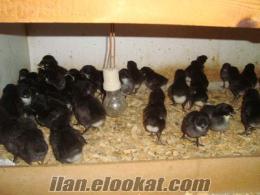 beyaz-blue-siyah australorp döllü yumurtaları ve civcivleri