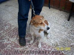 VETERİNERDEN BEAGLE KIRMASI/İSTANBUL