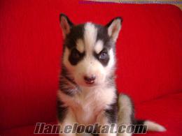 Bursa - ( Husky Dişi 39 günlük Yavru )