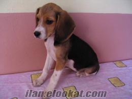 Satılık Anne Altından 3 Renk Safkan Beagle Yavrusu