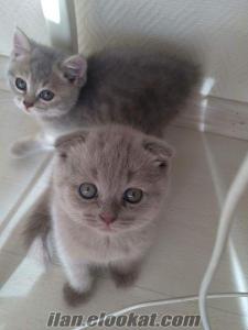 Scottish Fold, Scottish Straight