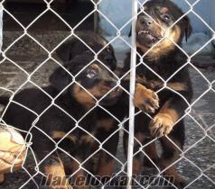 SATILIK rottweiler YAVRUSU (MACAR)