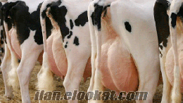 montofon inekleri buzalı süt inekleri ve gebe düveler