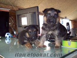 12 taksitle safkan Alman Kurdu yavruları dolunay köpek çiftliğinden